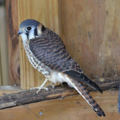 Image for choice number 19