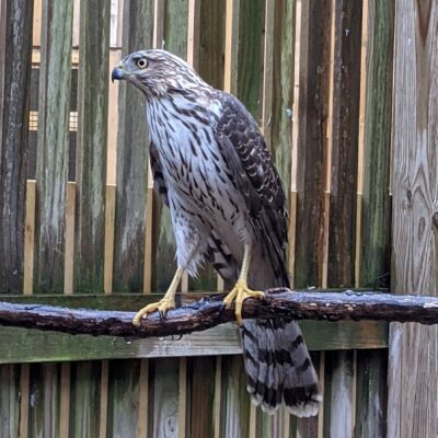 Image for choice number 11