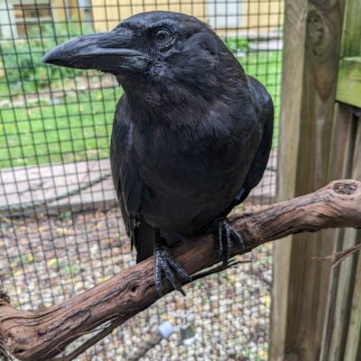 Image for choice number 1