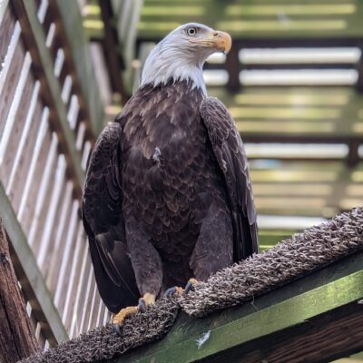 Image for choice number 16