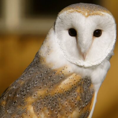 Image for choice number 8