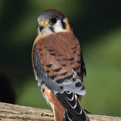 Image for choice number 18