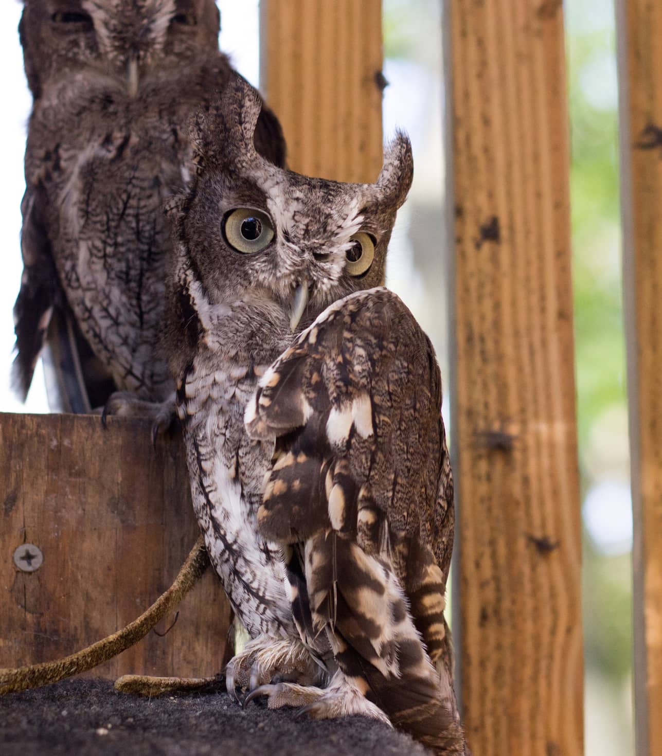 パヴェルスクドラーク作『ふくろう』 Owlbert | Glen Helen Nature Preserve