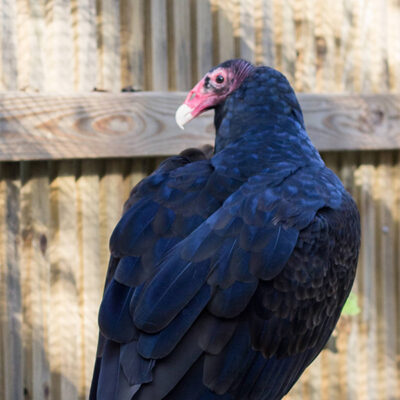 Image for choice number 20