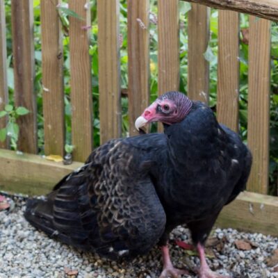 Image for choice number 21