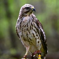 Fen red shouldered hawk ambassador