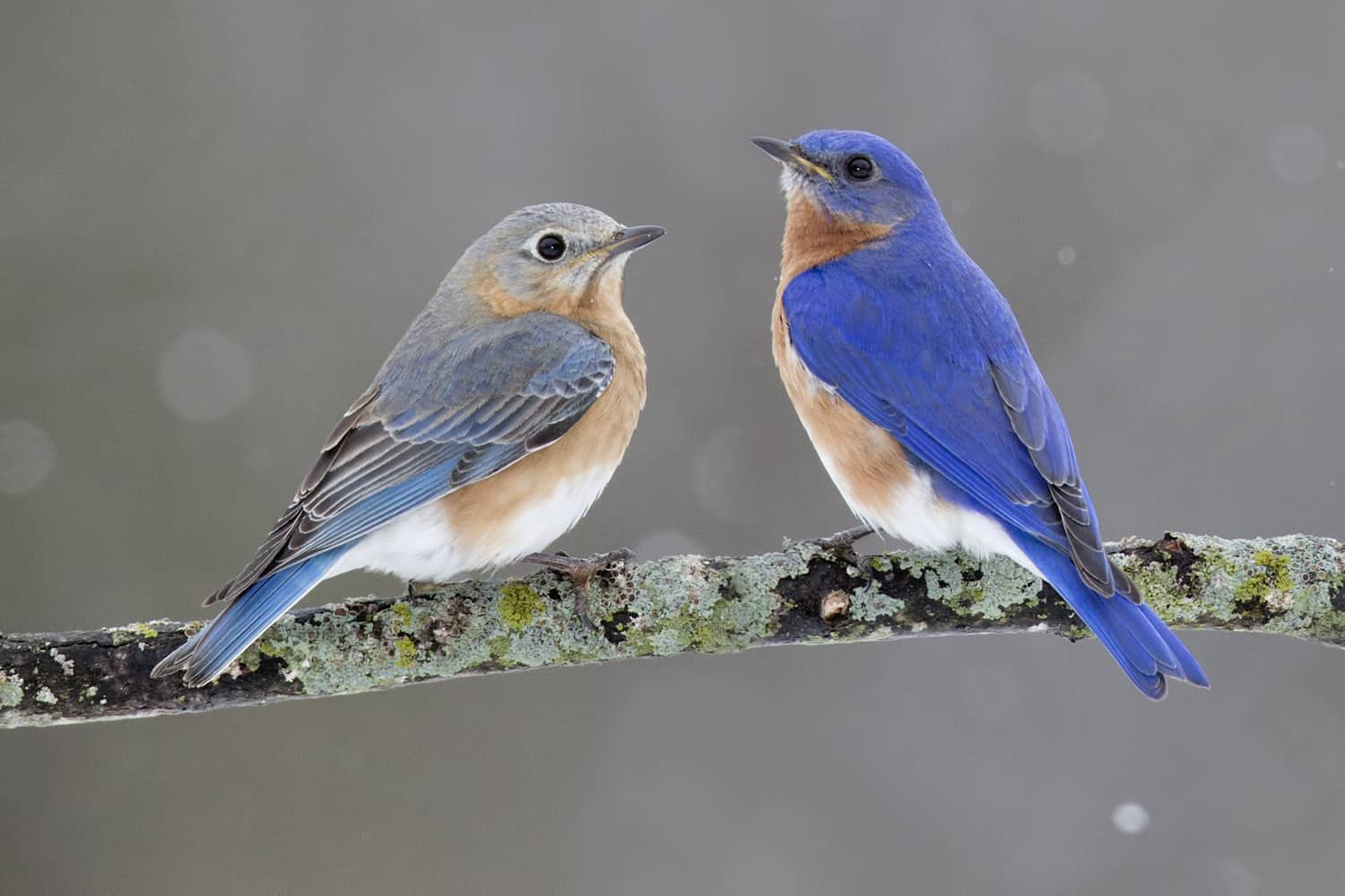 Establishing a Bluebird Trail: An Outdoor Workshop