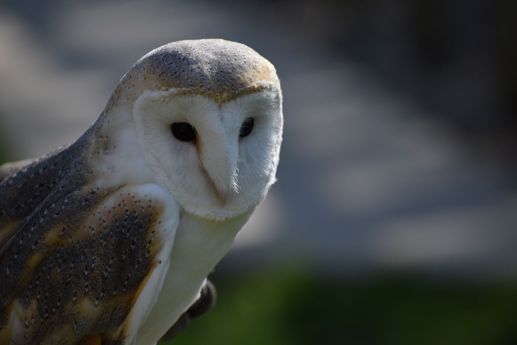 (1/$25) Take Flight Raffle Ticket