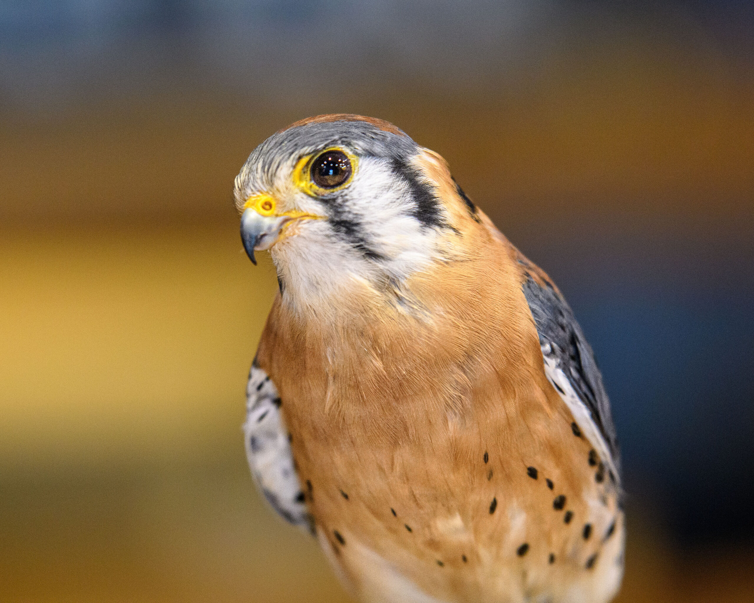 Raptor Photo Program