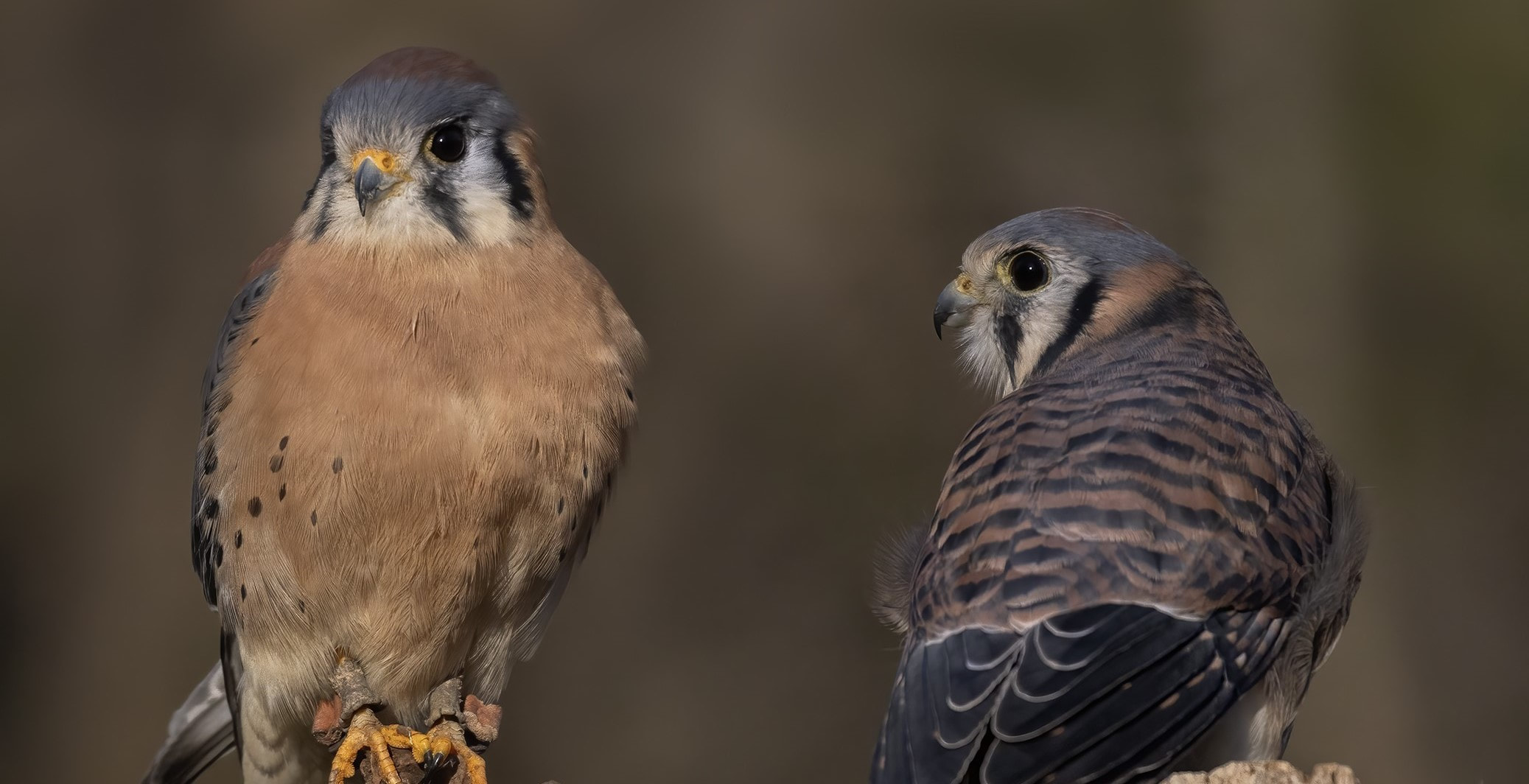 Raptor Photography May