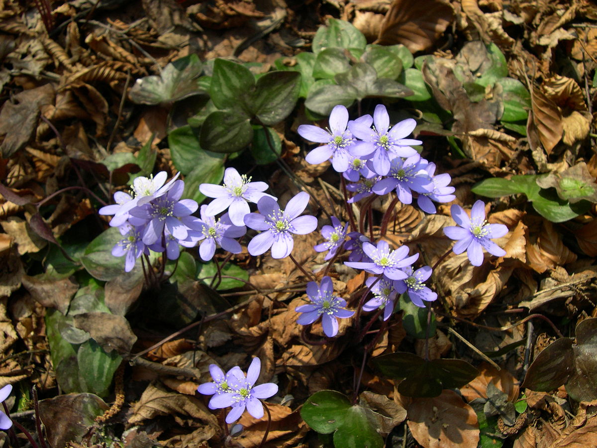 Spring Beauty Saunter-April 17th