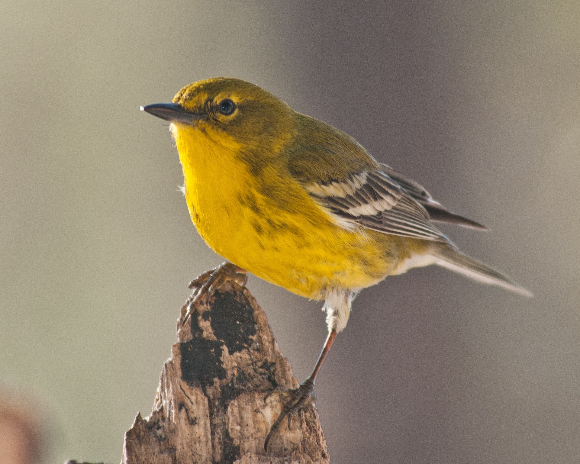 Early Spring Migration Birding