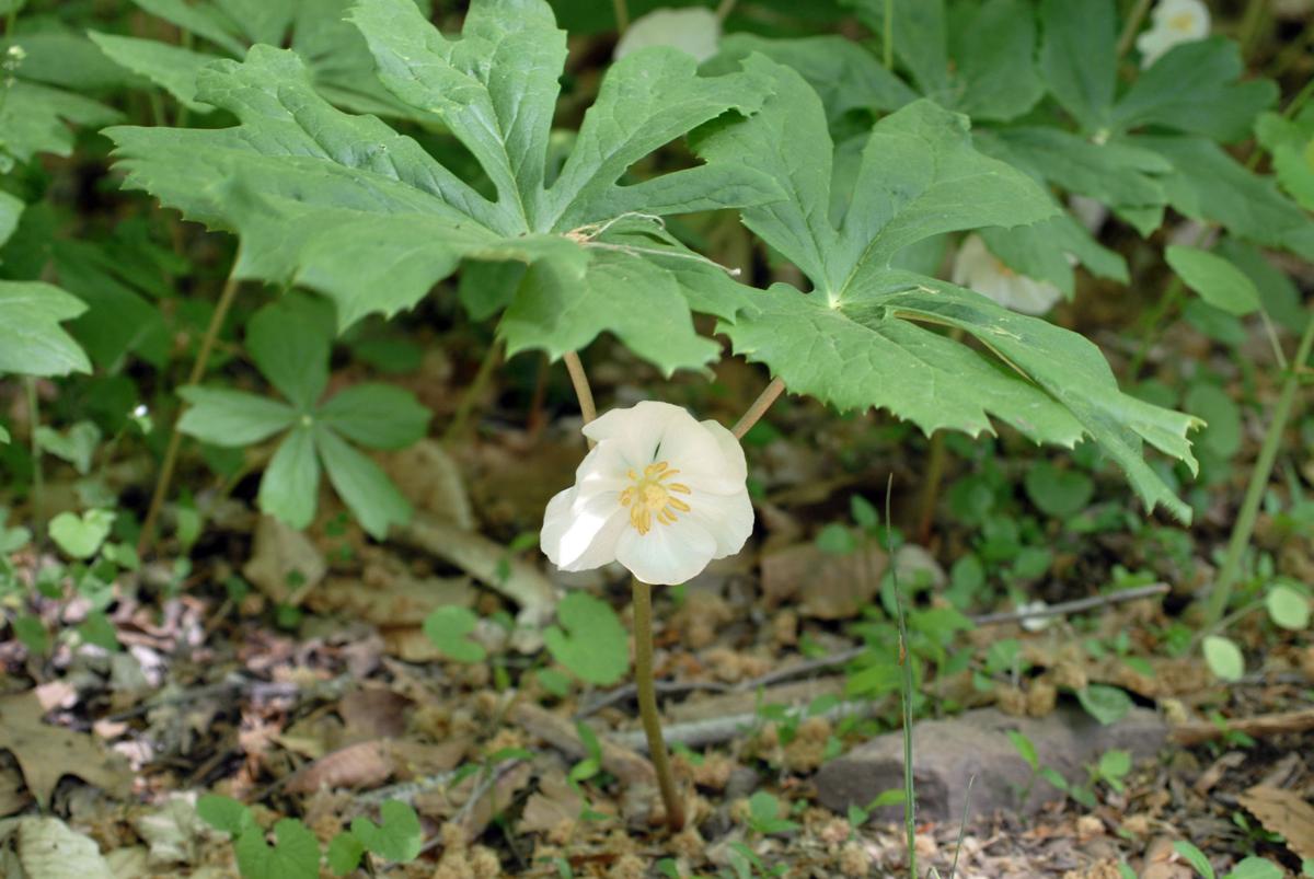 Spring Beauty Saunter-April 24th