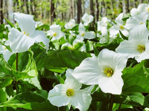Spring Beauty Saunter-April 10th