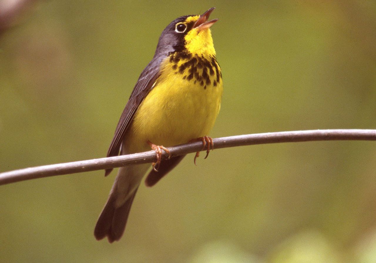 Late Fall Migration Birding- November 6th