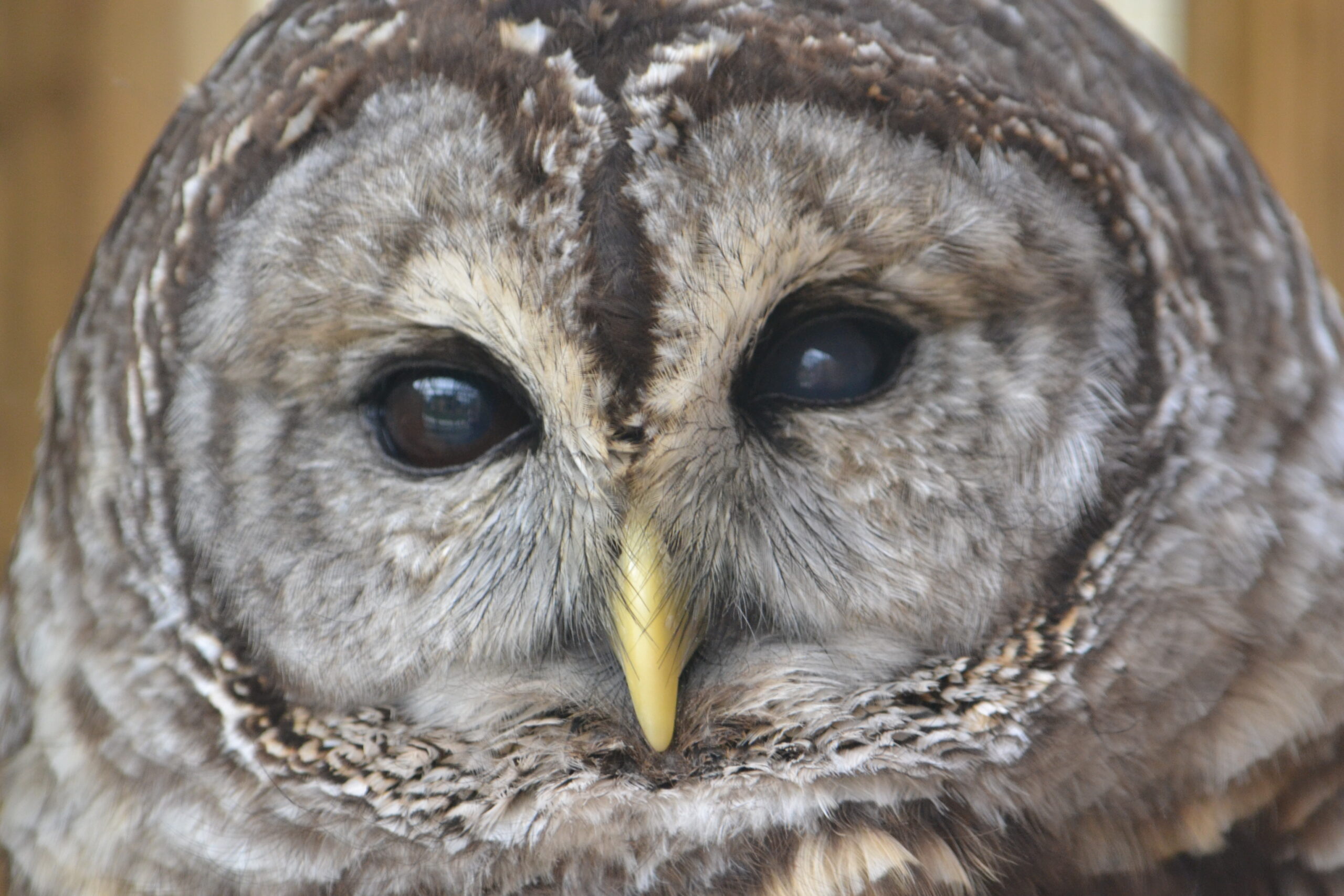 Whoo Cooks for You 2022