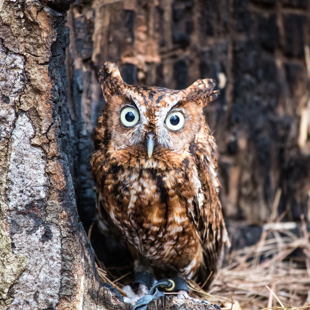 red morph screech owl