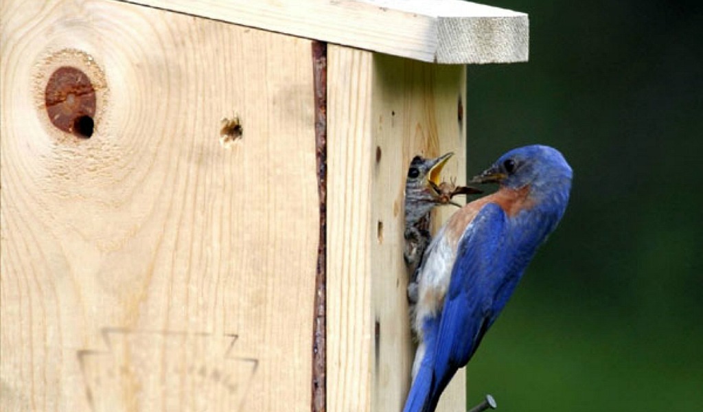 blue bird feeding baby in nest box