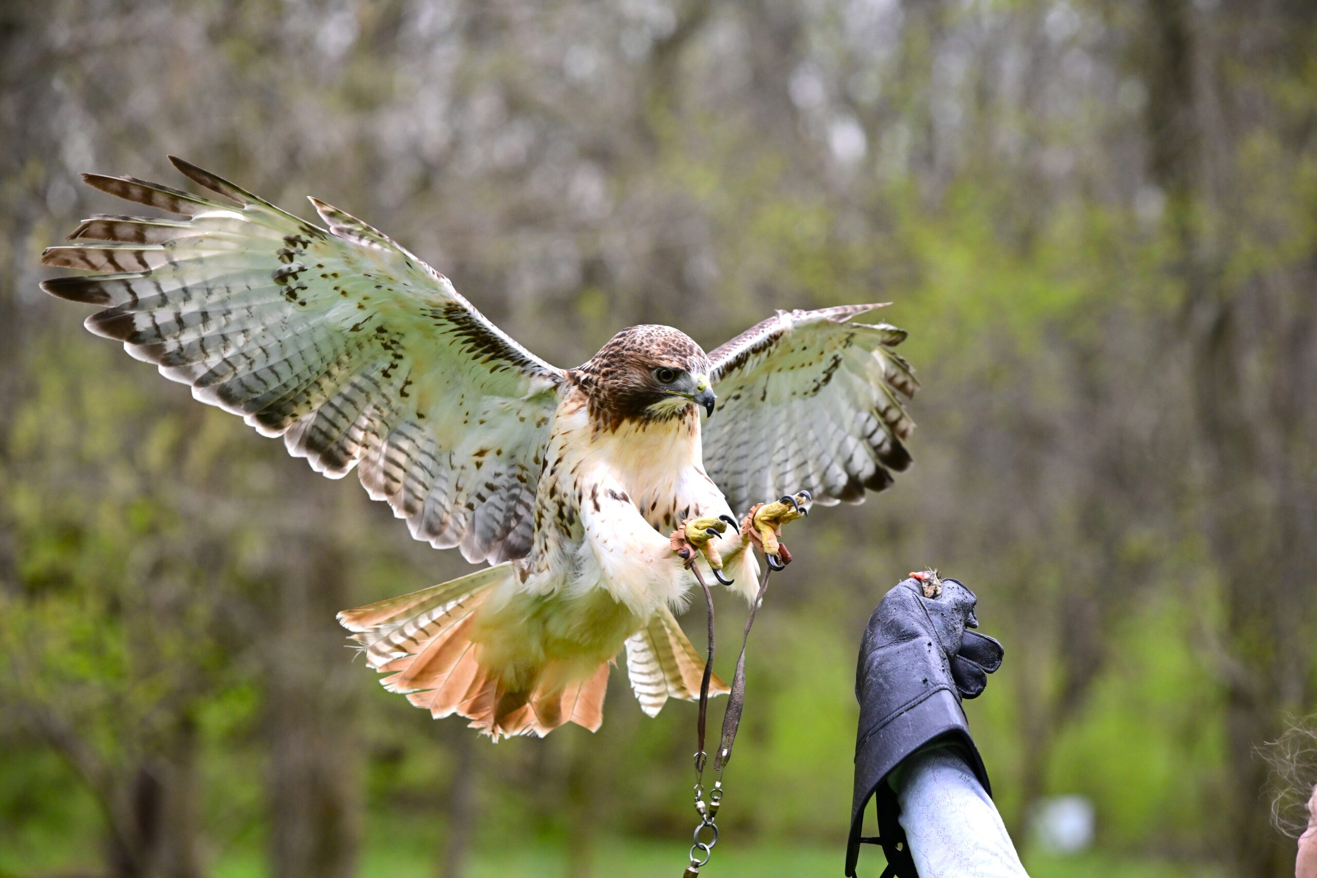 red-tailed hawk flying