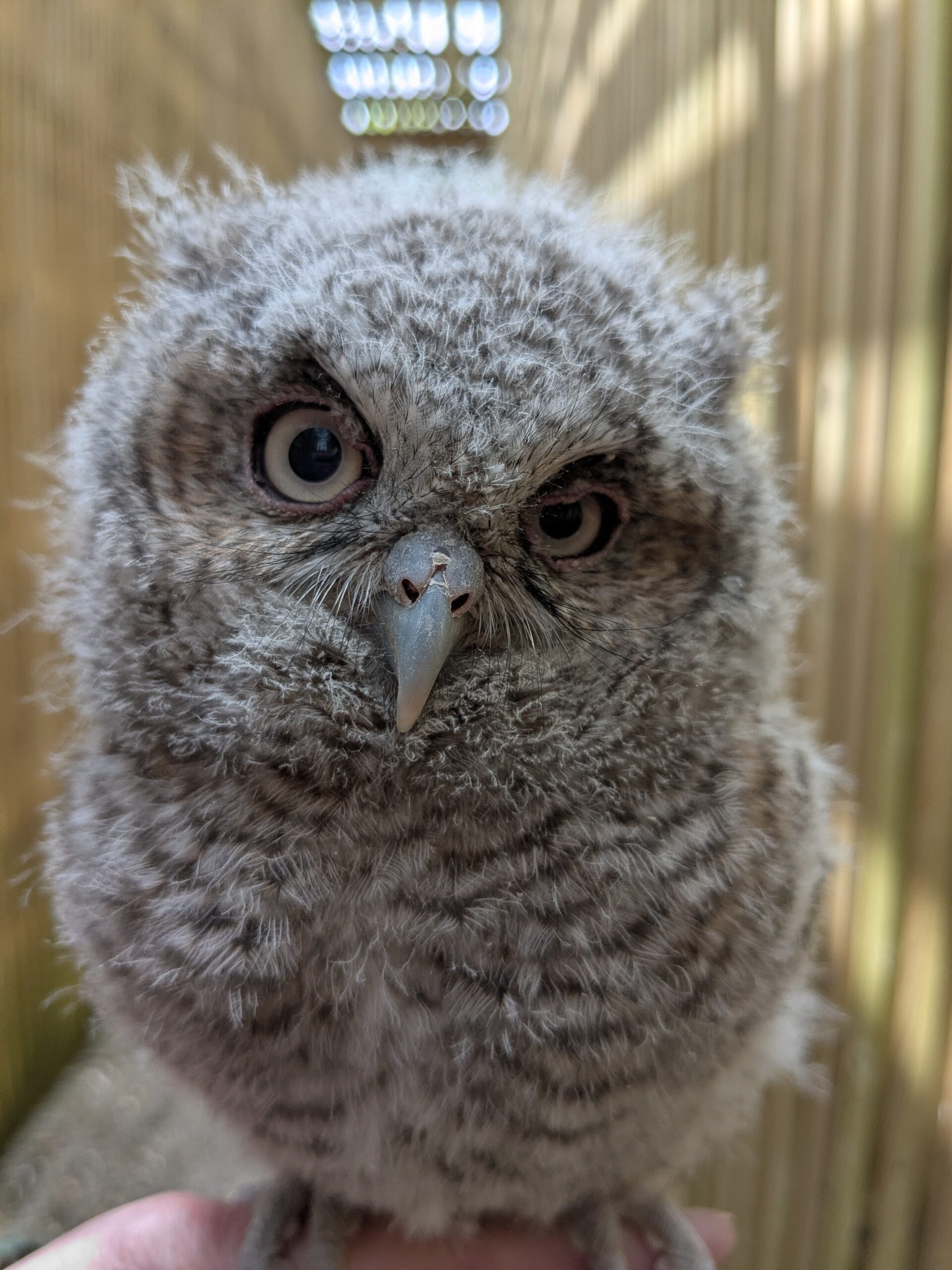nestling screech owl