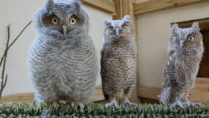 baby screech owls on a perch